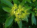 Golden Penda Flowers